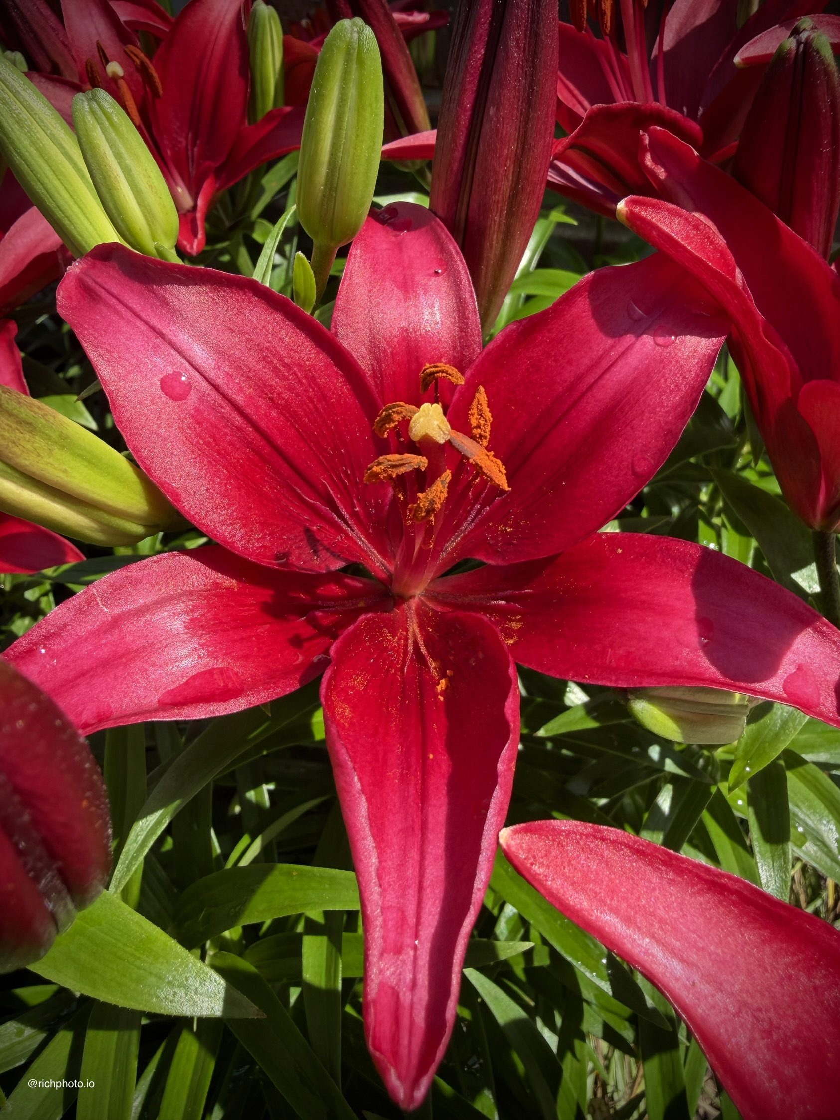 One Lily, Lexington, Kentucky