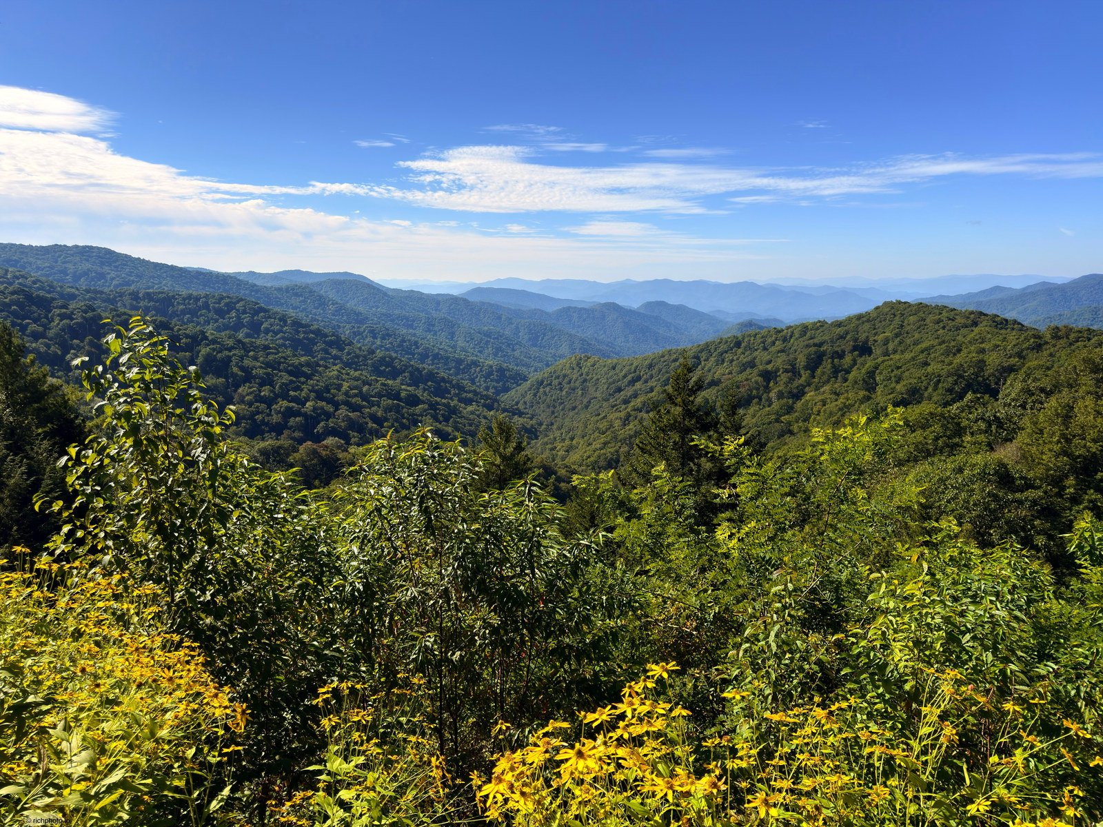 Wildflowers, Great Smoky Mountains National Park