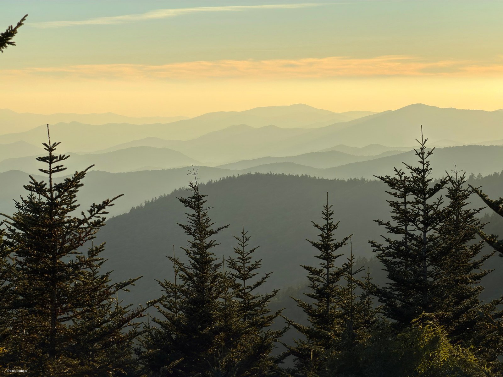Gold in the Firs, Great Smoky Mountains National Park