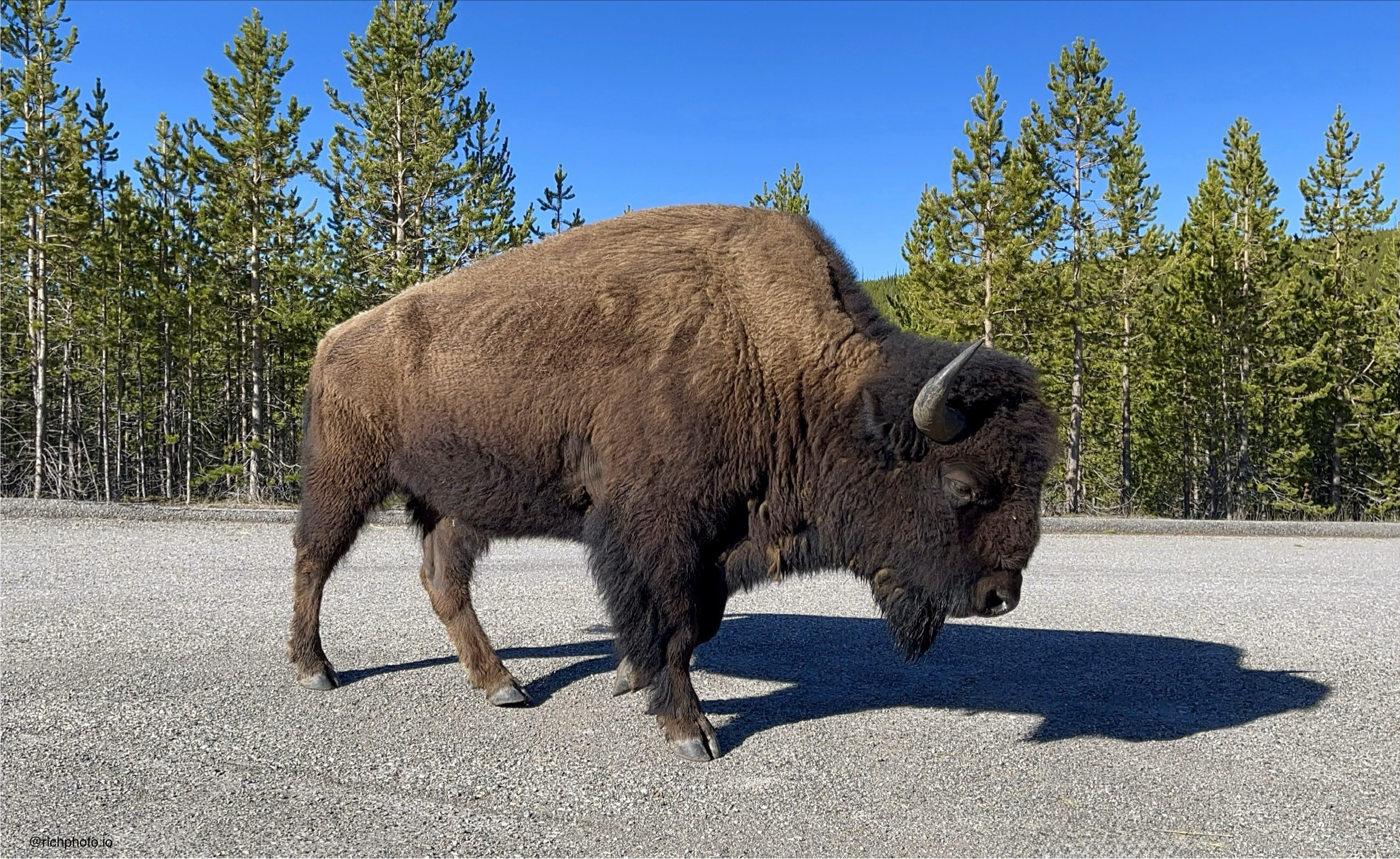 Right of Way, Yellowstone National Park